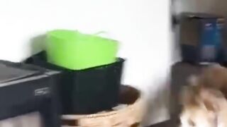funny animals part #23