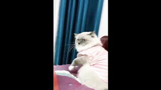 Best Funny Videos of Animals No 3