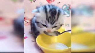 Best of Funny Videos of Animals No 11