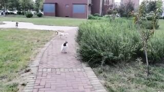 Best of Funny  Videos of Animals No 4