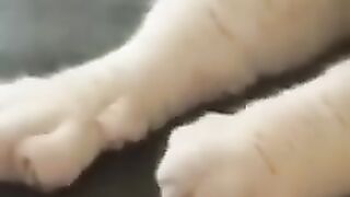 Best Funny Videos of Animals No 5