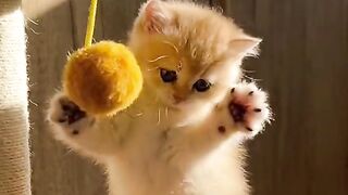 Love Cats