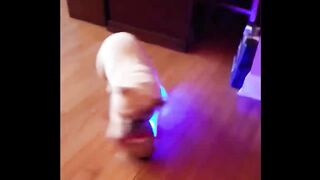 Best Funny  of Animals No 6