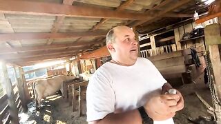 Gado leiteiro e porco caipira