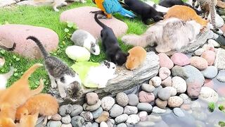Cats and bird
