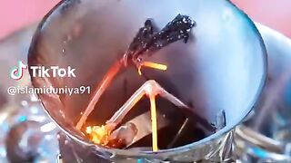 videos 146