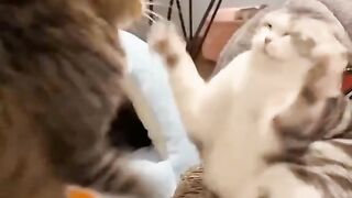 Funny cats ???????? 6