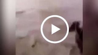 Stream Cole Prevost Dog Video Twitter Cole Prevost Dog Video Reddit Viral
