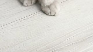 nice cat 3