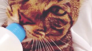 #familia #respect #tranding #cat #catsoftiktok #catlover #fbviral #viralpage #foryoupage