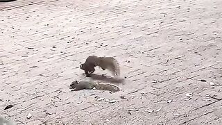 Squirrel_Friendship(480p).