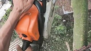 Softwood tree cutting