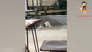 Приколы с котами смешные коты самая смешная озвучка животных