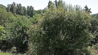 Бот сад 5