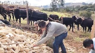 Puxada do milho, nas montanhas de minas gerais