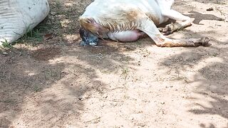 Proses melahirkan kambing