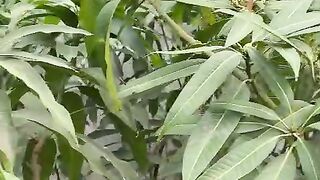 ماشاءاللہ ام کے پودے کے اوپر پھل دیکھیں