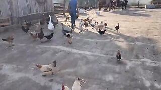 Encontro de Carreiros