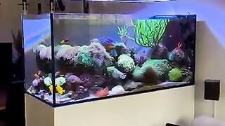 plantedtank