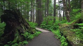 hutan alaska