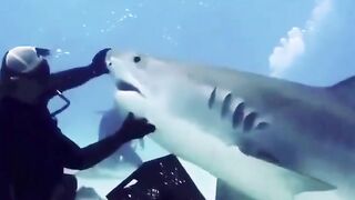 To avoid a shark attack and keep it away, you must hit it on the nose. Good luck!!