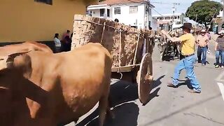 Festa do carreiro