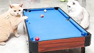 My Dog is playing ball