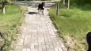 I train my Dog how to take a step????