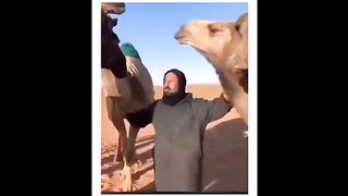 Funny animal videos 33