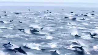 video 790