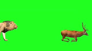 Lion Attack Green Screen Animation Video #animals #animalrun.