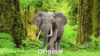 15 Elephant Sound Variations in 30 Seconds.