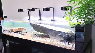 Aquariums 2