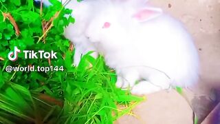 videos 158