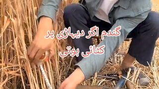 گندم اگر دیہاڑی پر کٹائی ہوتی !!!