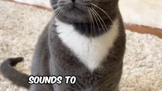 Audio credit_ purrfactvid #feline #catfun #catvideos #catlife #kitten #yourpet