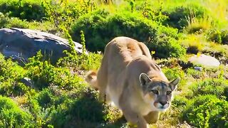 Lion attack goat