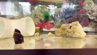 Fish tank 8