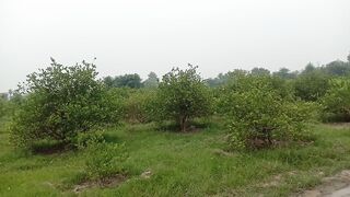 Lemon Garden