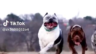 Pet bull your dajris dog
