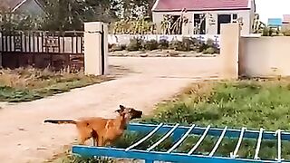 My Dog flys more than human- malinois dog
