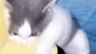 ????????????????funny gatti