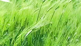 Beautiful nature 189