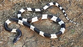 ZB-16  the weling snake