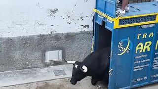 Toro cerril de la Jotera en la Foia (¡Que cerca estuvo_) _toros _alcora _foia
