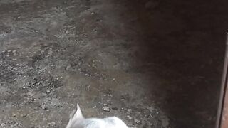 Kucingku