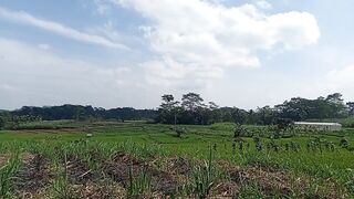 Di sini Orangtuaku bercocok tanam