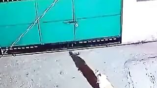 This tiger broke into a house and kidnapped a dog