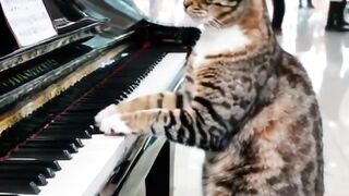 Kucing Kucing Cerdas #kucinglucu #pecintakucing #kucinganggora