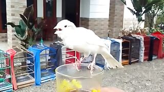Kicau Burung Trbaik #kicaumania #burungbeo #burunghias